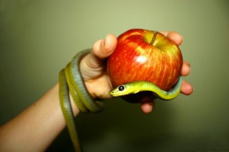 Apple_snake