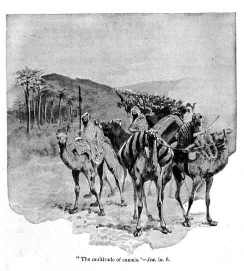Isa_60_6_the_multitude_of_camels