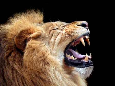 Lion_roar