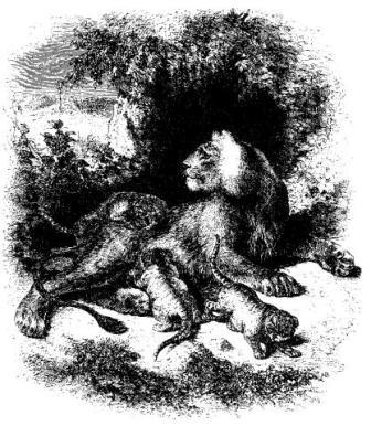 Lioness