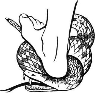 Snake_heel